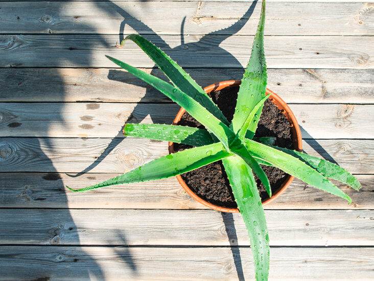 The Aloe Vera flower that uses to produce its products