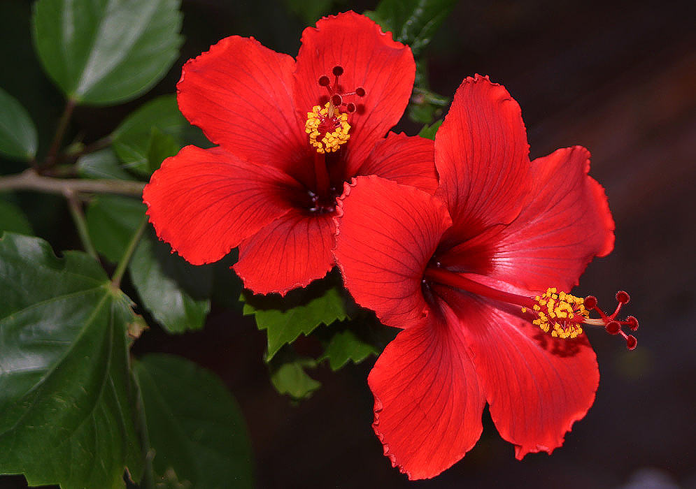 The hibiscus flower that Blossom Fragrances uses to produce its products