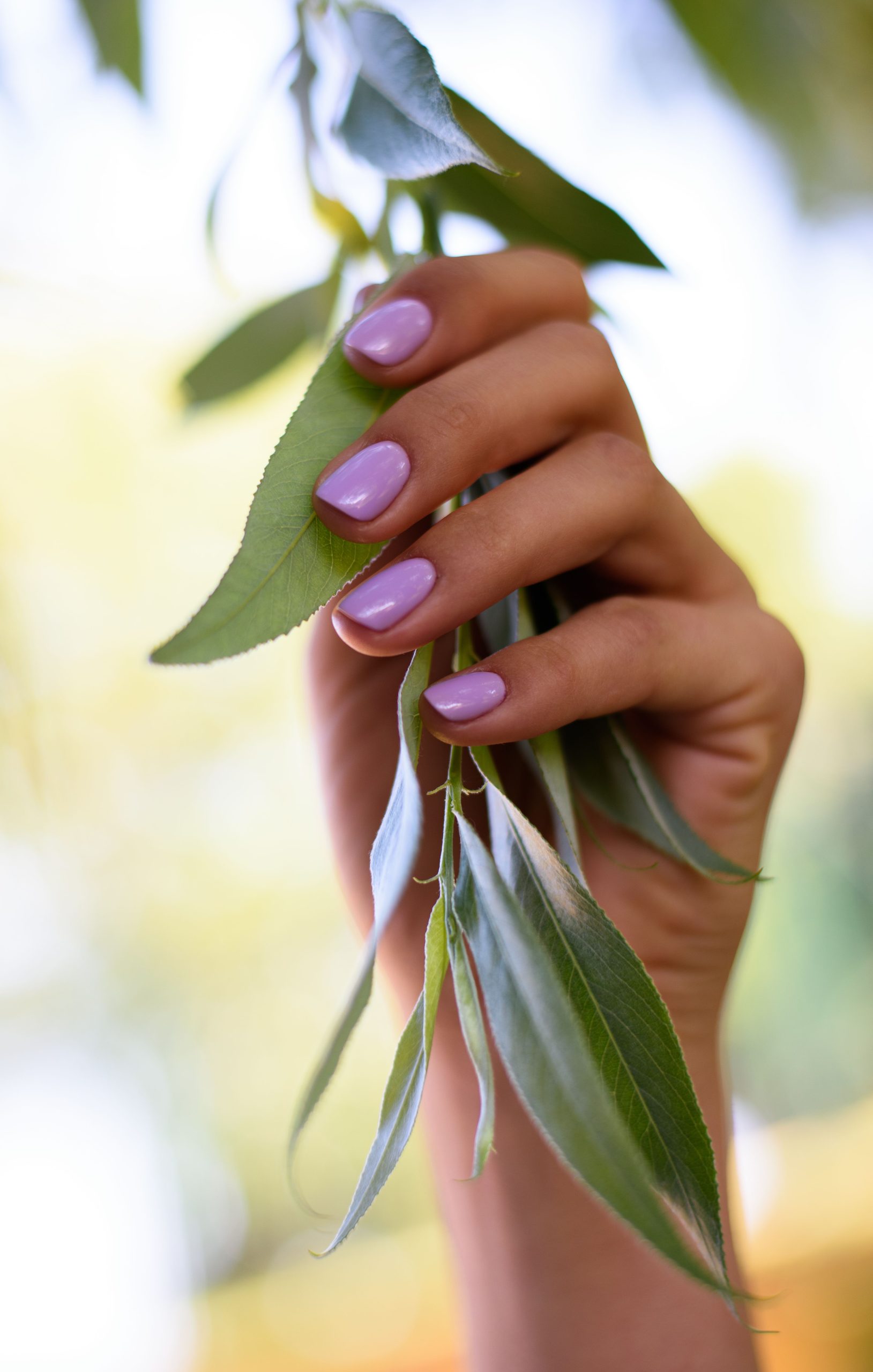 Summer 2025 Manicure. A close-up of a woman's hand with bright purple nail polish gripping a branch of olive leaves.